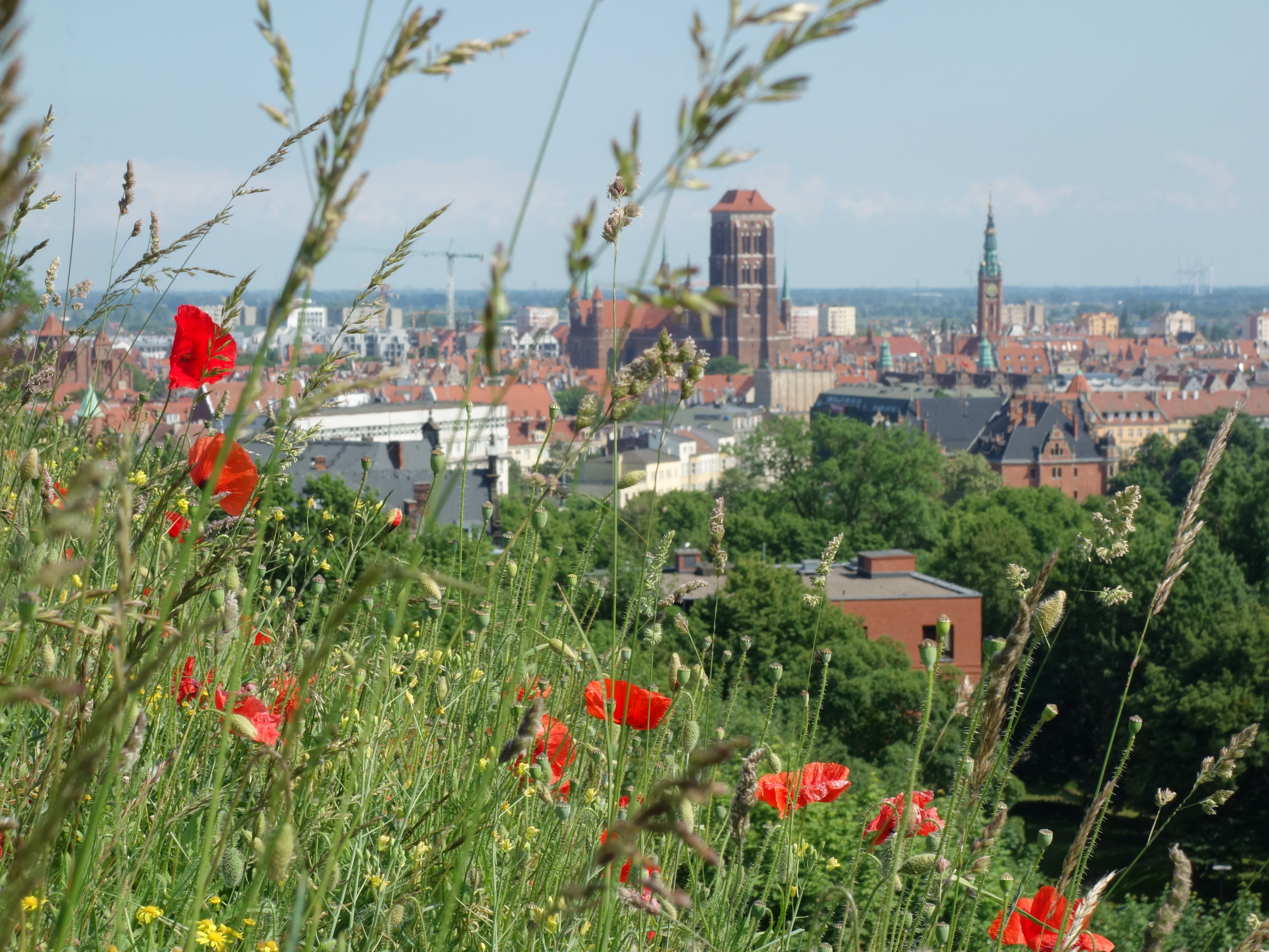 Wiosenny Gdańsk – 7 uroczych miejsc pachnących wiosną