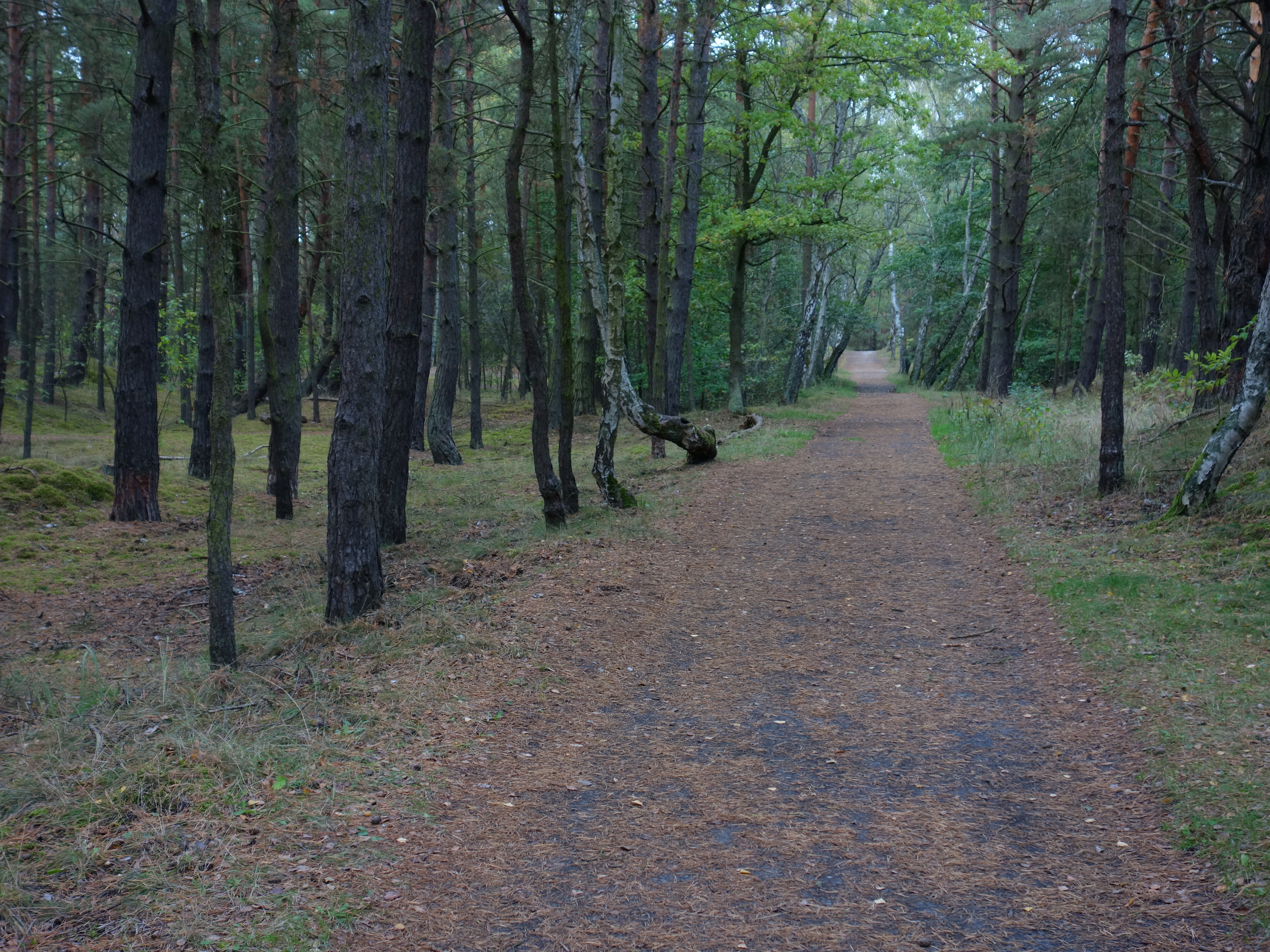 Budżet Obywatelski 2023 w Gdańsku – na co głosować? 7 moich propozycji