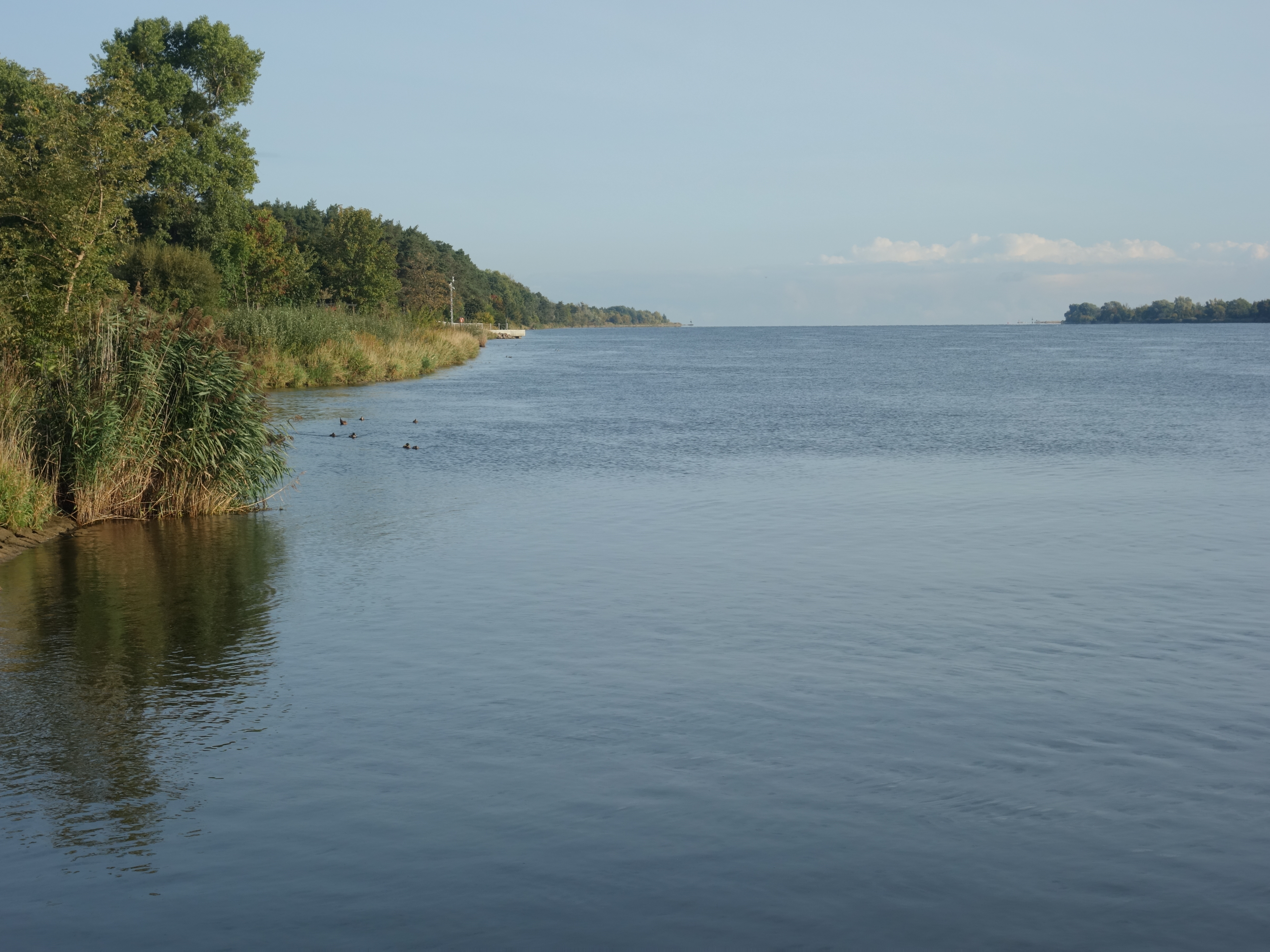 Ciekawostki gdańskich dzielnic – WYSPA SOBIESZEWSKA – Jak natura i człowiek stworzyły wyspę?, zjawiskowa fauna, wyjątkowy prom :O