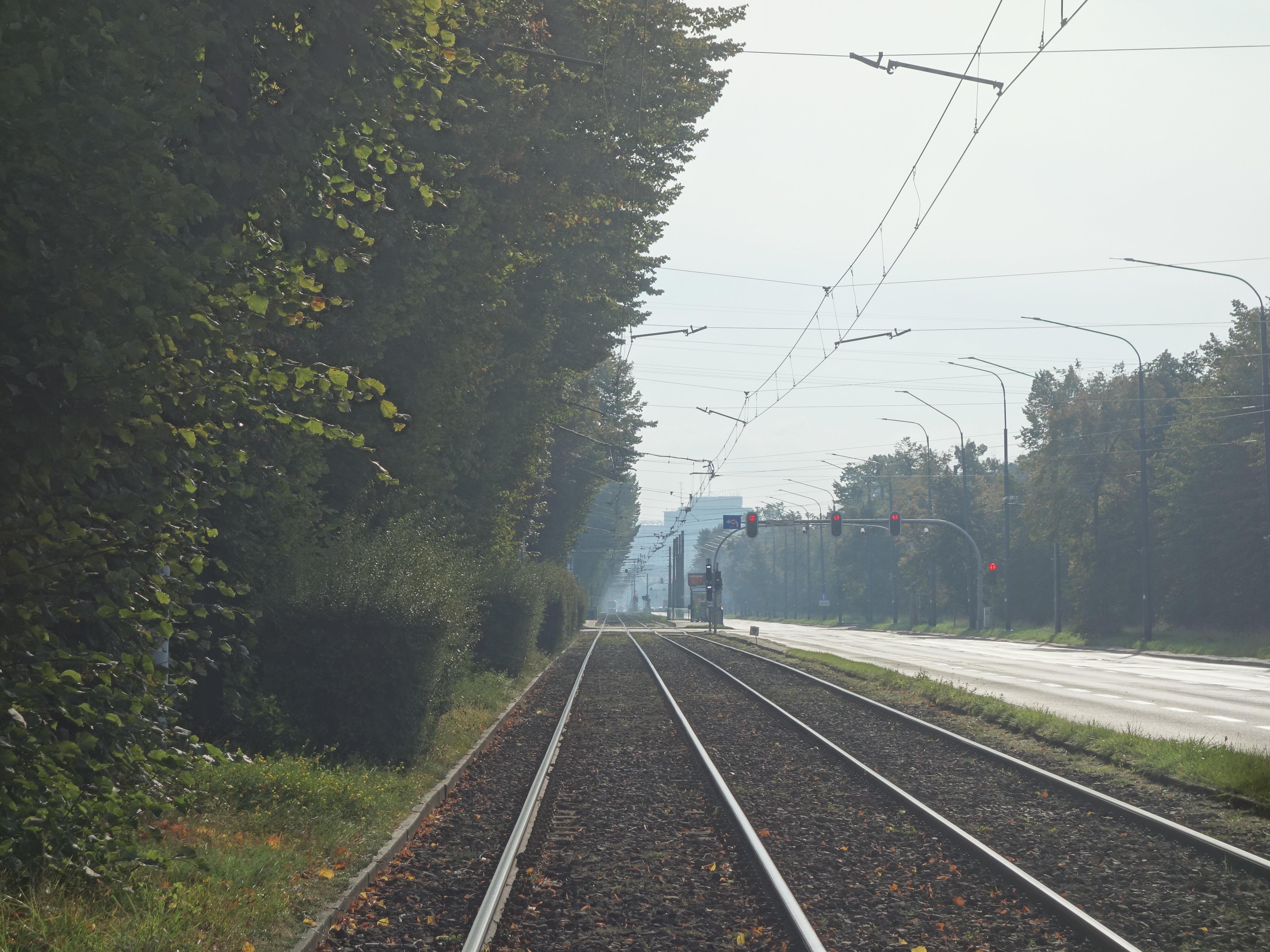 Cały Wrzeszcz zbiera kasztany